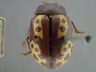 BE-RBINS-ENT Calligrapha_133 Calligrapha labyrinthica Dorsal.jpg BE-RBINS-ENT Calligrapha_133 Calligrapha labyrinthica Dorsal.jpg