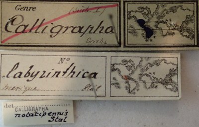 BE-RBINS-ENT Calligrapha_133 Calligrapha labyrinthica Label.jpg BE-RBINS-ENT Calligrapha_133 Calligrapha labyrinthica Label.jpg