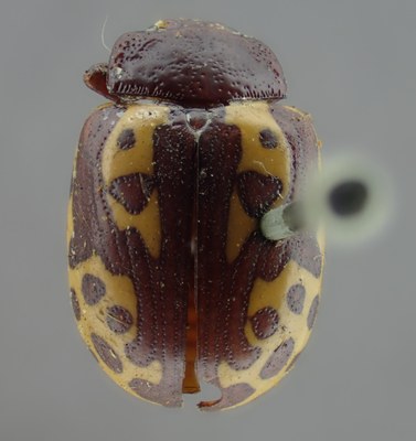 BE-RBINS-ENT Calligrapha_134 Calligrapha labyrinthica Dorsal.jpg BE-RBINS-ENT Calligrapha_134 Calligrapha labyrinthica Dorsal.jpg