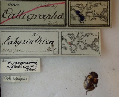 BE-RBINS-ENT Calligrapha_134 Calligrapha labyrinthicaLabel.jpg BE-RBINS-ENT Calligrapha_134 Calligrapha labyrinthicaLabel.jpg