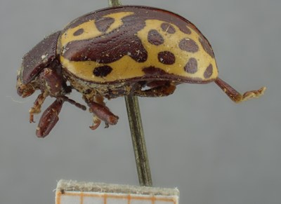 BE-RBINS-ENT Calligrapha_134 Calligrapha labyrinthica Lateral.jpg BE-RBINS-ENT Calligrapha_134 Calligrapha labyrinthica Lateral.jpg