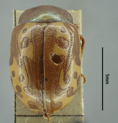 BE-RBINS-ENT Calligrapha_135 Calligrapha labyrinthica Dorsal.jpg BE-RBINS-ENT Calligrapha_135 Calligrapha labyrinthica Dorsal.jpg