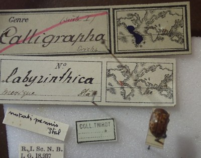 BE-RBINS-ENT Calligrapha_135 Calligrapha labyrinthica Label.jpg BE-RBINS-ENT Calligrapha_135 Calligrapha labyrinthica Label.jpg