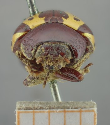 BE-RBINS-ENT Calligrapha_257 Calligrapha notatipennis Frontal.jpg BE-RBINS-ENT Calligrapha_257 Calligrapha notatipennis Frontal.jpg