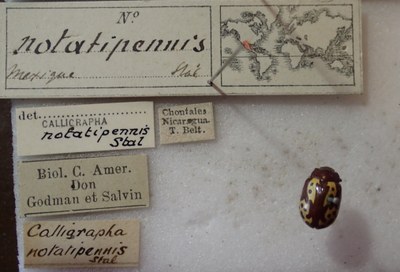BE-RBINS-ENT Calligrapha_257 Calligrapha notatipennis Label.jpg BE-RBINS-ENT Calligrapha_257 Calligrapha notatipennis Label.jpg