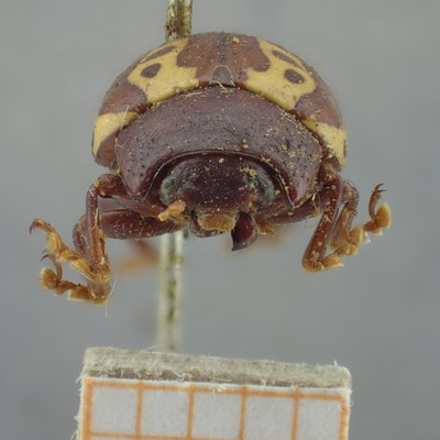 BE-RBINS-ENT Calligrapha_258 Calligrapha notatipennis Frontal.jpg BE-RBINS-ENT Calligrapha_258 Calligrapha notatipennis Frontal.jpg