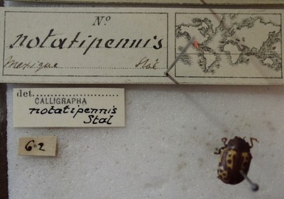 BE-RBINS-ENT Calligrapha_258 Calligrapha notatipennis Label.jpg BE-RBINS-ENT Calligrapha_258 Calligrapha notatipennis Label.jpg