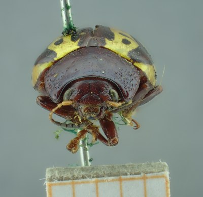 BE-RBINS-ENT Calligrapha_249 Calligrapha notatipennis Frontal.jpg BE-RBINS-ENT Calligrapha_249 Calligrapha notatipennis Frontal.jpg