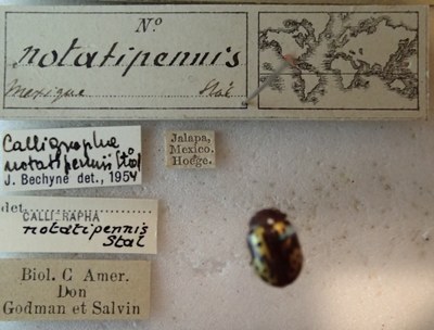 BE-RBINS-ENT Calligrapha_249 Calligrapha notatipennis Label.jpg BE-RBINS-ENT Calligrapha_249 Calligrapha notatipennis Label.jpg