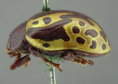 BE-RBINS-ENT Calligrapha_249 Calligrapha notatipennis Lateral.jpg BE-RBINS-ENT Calligrapha_249 Calligrapha notatipennis Lateral.jpg