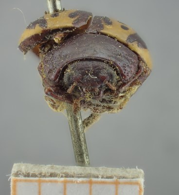 BE-RBINS-ENT Calligrapha_250 Calligrapha notatipennis Frontal.jpg BE-RBINS-ENT Calligrapha_250 Calligrapha notatipennis Frontal.jpg