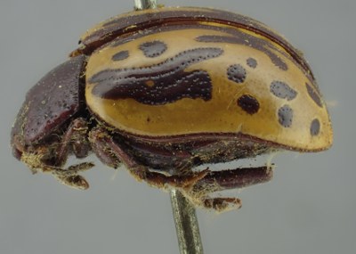 BE-RBINS-ENT Calligrapha_250 Calligrapha notatipennis Lateral.jpg BE-RBINS-ENT Calligrapha_250 Calligrapha notatipennis Lateral.jpg