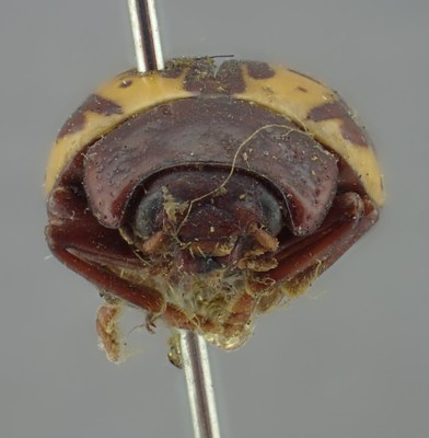 BE-RBINS-ENT Calligrapha_251 Calligrapha notatipennis Frontal.jpg BE-RBINS-ENT Calligrapha_251 Calligrapha notatipennis Frontal.jpg