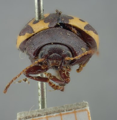 BE-RBINS-ENT Calligrapha_253 Calligrapha notatipennis Frontal.jpg BE-RBINS-ENT Calligrapha_253 Calligrapha notatipennis Frontal.jpg