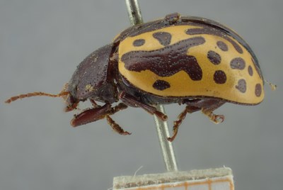 BE-RBINS-ENT Calligrapha_253 Calligrapha notatipennis Lateral.jpg BE-RBINS-ENT Calligrapha_253 Calligrapha notatipennis Lateral.jpg