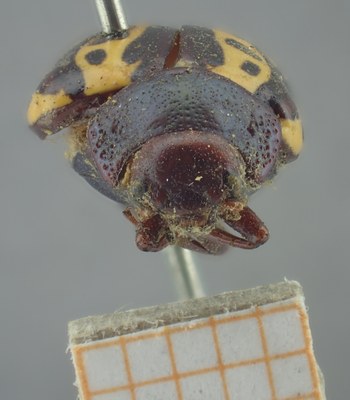 BE-RBINS-ENT Calligrapha_254 Calligrapha notatipennis Frontal.jpg BE-RBINS-ENT Calligrapha_254 Calligrapha notatipennis Frontal.jpg