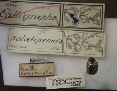 BE-RBINS-ENT Calligrapha_254 Calligrapha notatipennis Label.jpg BE-RBINS-ENT Calligrapha_254 Calligrapha notatipennis Label.jpg