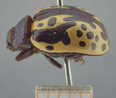 BE-RBINS-ENT Calligrapha_254 Calligrapha notatipennis Lateral.jpg BE-RBINS-ENT Calligrapha_254 Calligrapha notatipennis Lateral.jpg