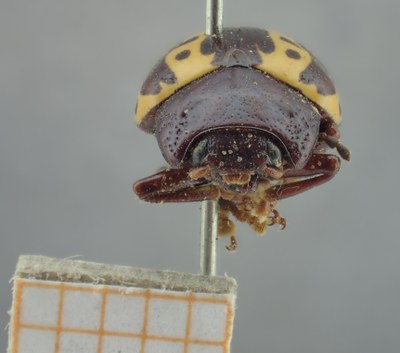BE-RBINS-ENT Calligrapha_255 Calligrapha notatipennis Frontal.jpg BE-RBINS-ENT Calligrapha_255 Calligrapha notatipennis Frontal.jpg