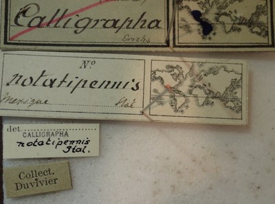 BE-RBINS-ENT Calligrapha_255 Calligrapha notatipennis Label.jpg BE-RBINS-ENT Calligrapha_255 Calligrapha notatipennis Label.jpg