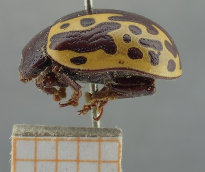 BE-RBINS-ENT Calligrapha_255 Calligrapha notatipennis Lateral.jpg BE-RBINS-ENT Calligrapha_255 Calligrapha notatipennis Lateral.jpg