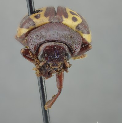 BE-RBINS-ENT Calligrapha_256 Calligrapha notatipennis Frontal.jpg BE-RBINS-ENT Calligrapha_256 Calligrapha notatipennis Frontal.jpg