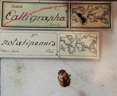 BE-RBINS-ENT Calligrapha_256 Calligrapha notatipennis Label.jpg BE-RBINS-ENT Calligrapha_256 Calligrapha notatipennis Label.jpg