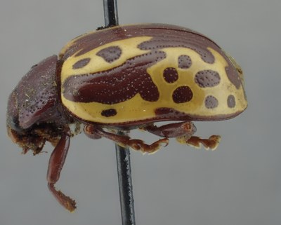BE-RBINS-ENT Calligrapha_256 Calligrapha notatipennis Lateral.jpg BE-RBINS-ENT Calligrapha_256 Calligrapha notatipennis Lateral.jpg