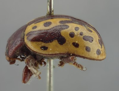 BE-RBINS-ENT Calligrapha_259 Calligrapha notatipennis Lateral.jpg BE-RBINS-ENT Calligrapha_259 Calligrapha notatipennis Lateral.jpg