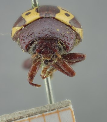 BE-RBINS-ENT Calligrapha_260 Calligrapha notatipennis Frontal.jpg BE-RBINS-ENT Calligrapha_260 Calligrapha notatipennis Frontal.jpg