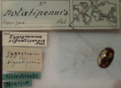BE-RBINS-ENT Calligrapha_260 Calligrapha notatipennis Label.jpg BE-RBINS-ENT Calligrapha_260 Calligrapha notatipennis Label.jpg