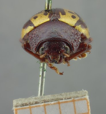 BE-RBINS-ENT Calligrapha_261 Calligrapha notatipennis Frontal.jpg BE-RBINS-ENT Calligrapha_261 Calligrapha notatipennis Frontal.jpg
