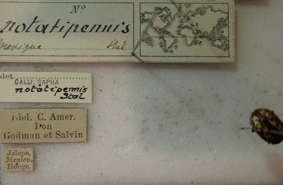 BE-RBINS-ENT Calligrapha_261 Calligrapha notatipennis Label.jpg BE-RBINS-ENT Calligrapha_261 Calligrapha notatipennis Label.jpg