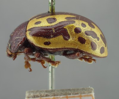 BE-RBINS-ENT Calligrapha_261 Calligrapha notatipennis Lateral.jpg BE-RBINS-ENT Calligrapha_261 Calligrapha notatipennis Lateral.jpg