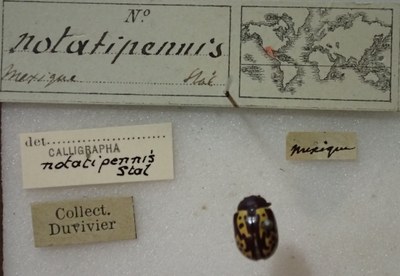 BE-RBINS-ENT Calligrapha_262 Calligrapha notatipennis Label.jpg BE-RBINS-ENT Calligrapha_262 Calligrapha notatipennis Label.jpg