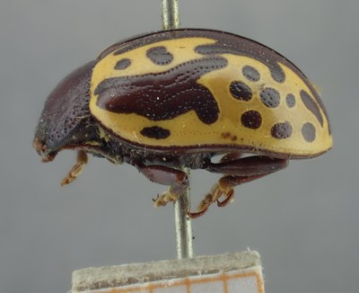BE-RBINS-ENT Calligrapha_262 Calligrapha notatipennis Lateral.jpg BE-RBINS-ENT Calligrapha_262 Calligrapha notatipennis Lateral.jpg