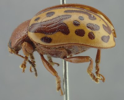BE-RBINS-ENT Calligrapha_263 Calligrapha notatipennis Lateral.jpg BE-RBINS-ENT Calligrapha_263 Calligrapha notatipennis Lateral.jpg