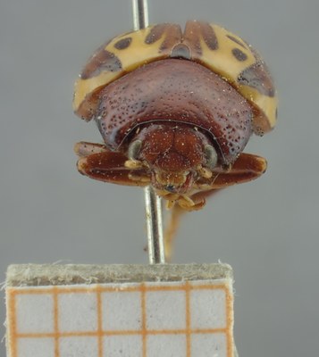 BE-RBINS-ENT Calligrapha_264 Calligrapha notatipennis Frontal.jpg BE-RBINS-ENT Calligrapha_264 Calligrapha notatipennis Frontal.jpg