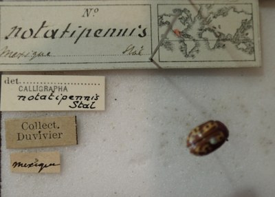 BE-RBINS-ENT Calligrapha_264 Calligrapha notatipennis Label.jpg BE-RBINS-ENT Calligrapha_264 Calligrapha notatipennis Label.jpg
