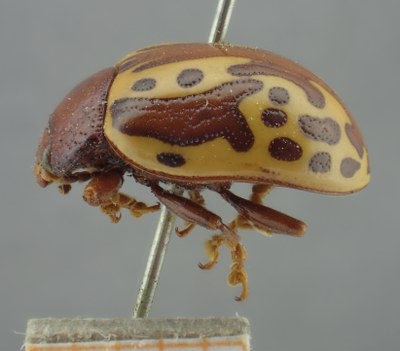 BE-RBINS-ENT Calligrapha_264 Calligrapha notatipennis Lateral.jpg BE-RBINS-ENT Calligrapha_264 Calligrapha notatipennis Lateral.jpg