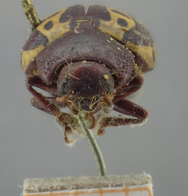 BE-RBINS-ENT Calligrapha_265 Calligrapha notatipennis Frontal.jpg BE-RBINS-ENT Calligrapha_265 Calligrapha notatipennis Frontal.jpg