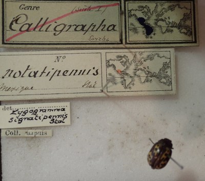 BE-RBINS-ENT Calligrapha_265 Calligrapha notatipennis Label.jpg BE-RBINS-ENT Calligrapha_265 Calligrapha notatipennis Label.jpg