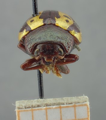 BE-RBINS-ENT Calligrapha_268 Calligrapha notatipennis Frontal.jpg BE-RBINS-ENT Calligrapha_268 Calligrapha notatipennis Frontal.jpg