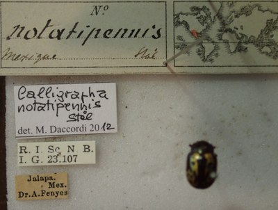 BE-RBINS-ENT Calligrapha_268 Calligrapha notatipennis Label.jpg BE-RBINS-ENT Calligrapha_268 Calligrapha notatipennis Label.jpg