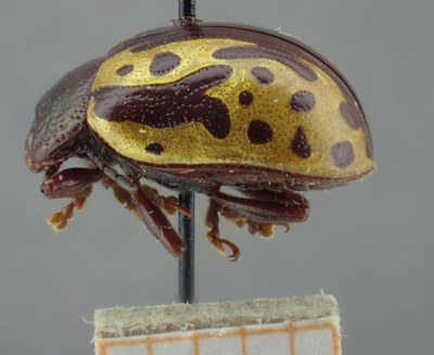 BE-RBINS-ENT Calligrapha_268 Calligrapha notatipennis Lateral.jpg BE-RBINS-ENT Calligrapha_268 Calligrapha notatipennis Lateral.jpg