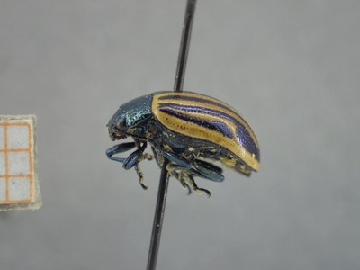 BE-RBINS-ENT Calligrapha_302 Calligrapha percheroni Lateral.jpg