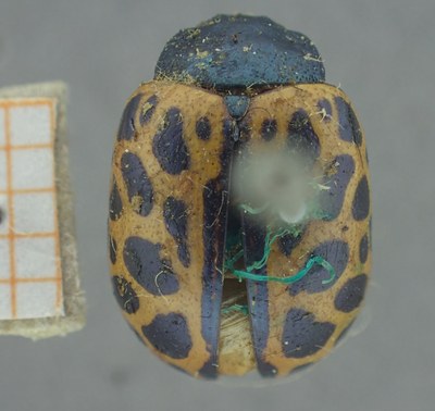 BE-RBINS-ENT Calligrapha_344 Calligrapha polyspila Dorsal.jpg