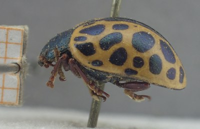 BE-RBINS-ENT Calligrapha_365 Calligrapha polyspila Lateral.jpg