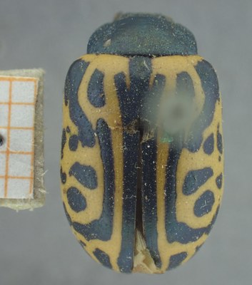 BE-RBINS-ENT Calligrapha_463 Calligrapha serpentina Dorsal.jpg