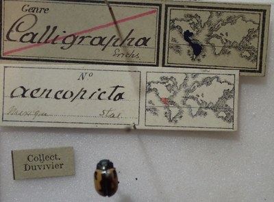 BE-BE-RBINS-ENT Calligrapha_006 Calligrapha aenopicta Label.jpg BE-BE-RBINS-ENT Calligrapha_006 Calligrapha aenopicta Label.jpg